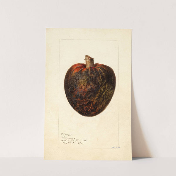 Annona cherimola by Deborah Griscom Passmore