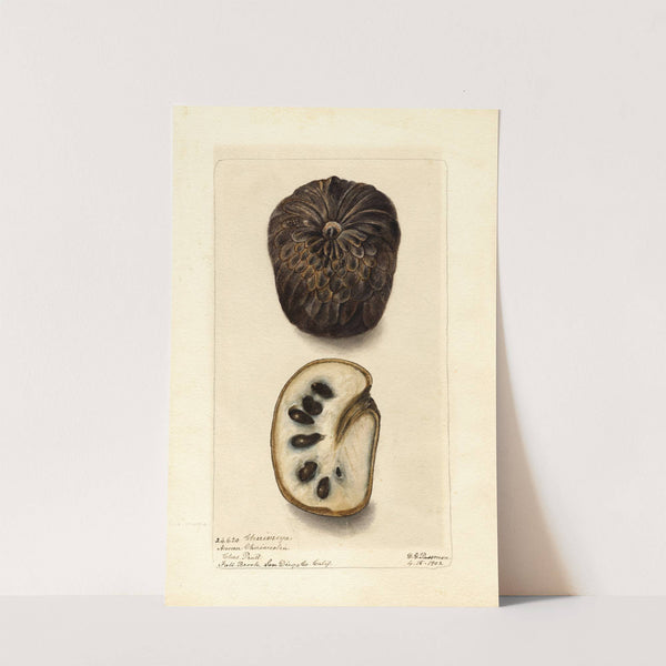 Annona cherimola by Deborah Griscom Passmore