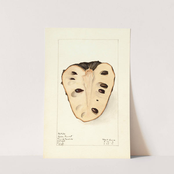 Annona cherimola: Golden Russet (1910) by Elsie E. Lower