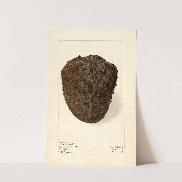 Annona cherimola: Golden Russet by Elsie E. Lower