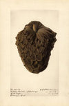 Annona cherimola: Golden Russet