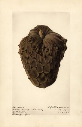 Annona cherimola: Golden Russet