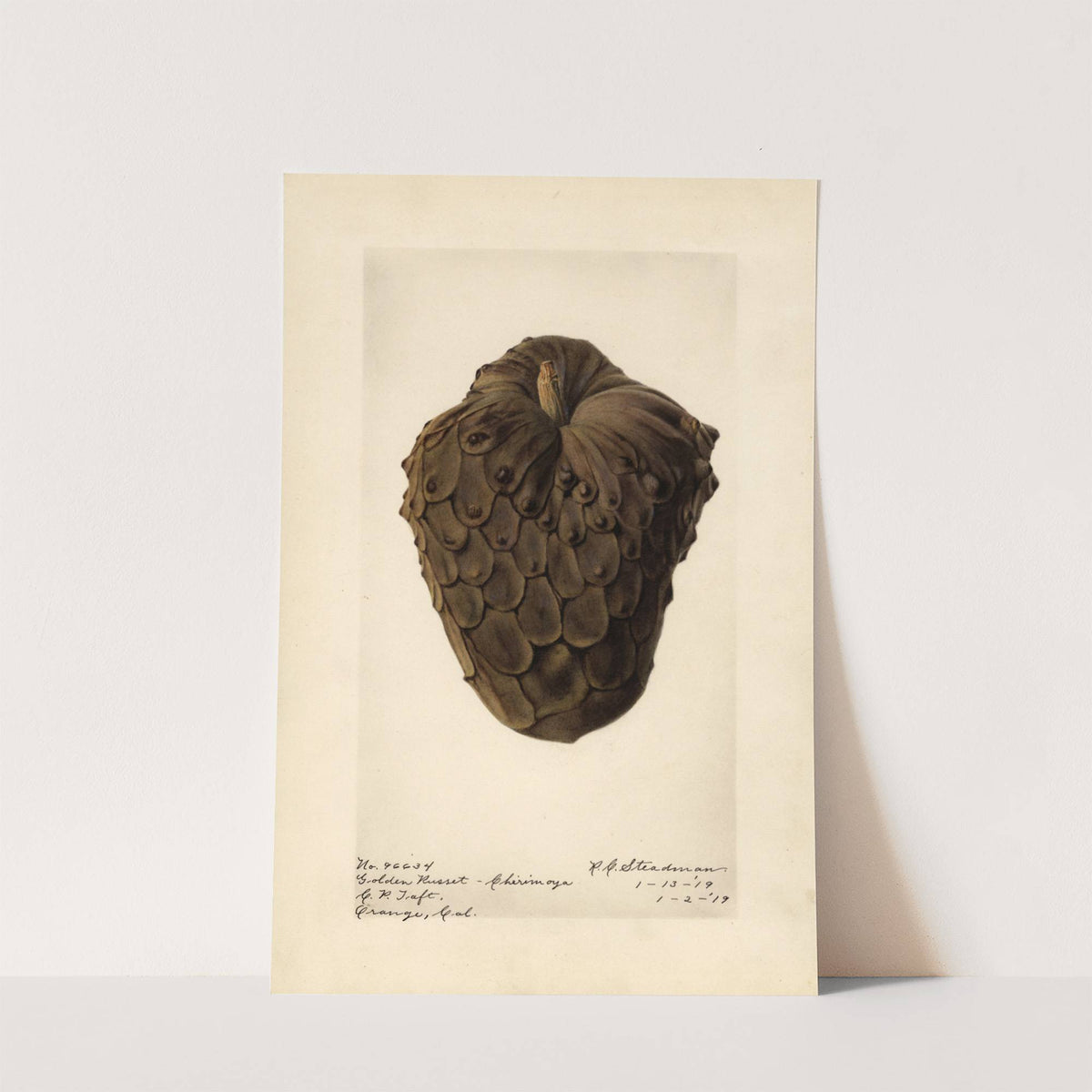 Annona cherimola: Golden Russet by Royal Charles Steadman