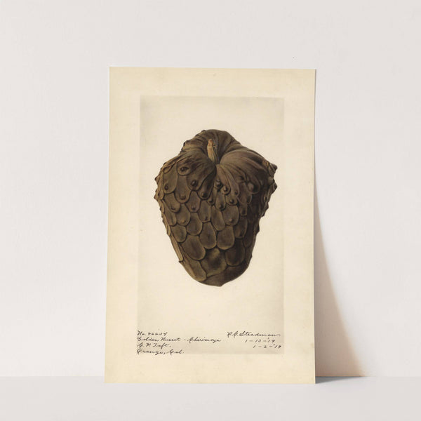 Annona cherimola: Golden Russet by Royal Charles Steadman