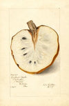 Annona reticulata