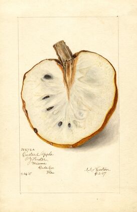 Annona reticulata