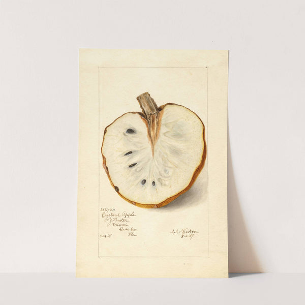 Annona reticulata by Amanda Almira Newton