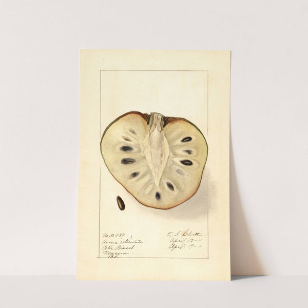 Annona reticulata by Ellen Isham Schutt