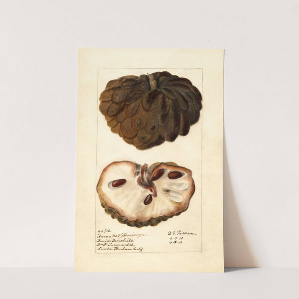 Annona squamosa: Anona No by Deborah Griscom Passmore