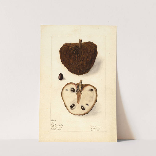 Annona squamosa: No by Elsie E. Lower