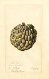 Annona squamosa: Sweet Sop