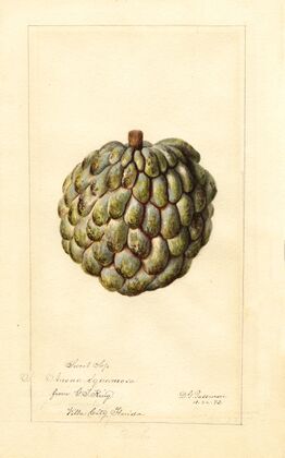 Annona squamosa: Sweet Sop
