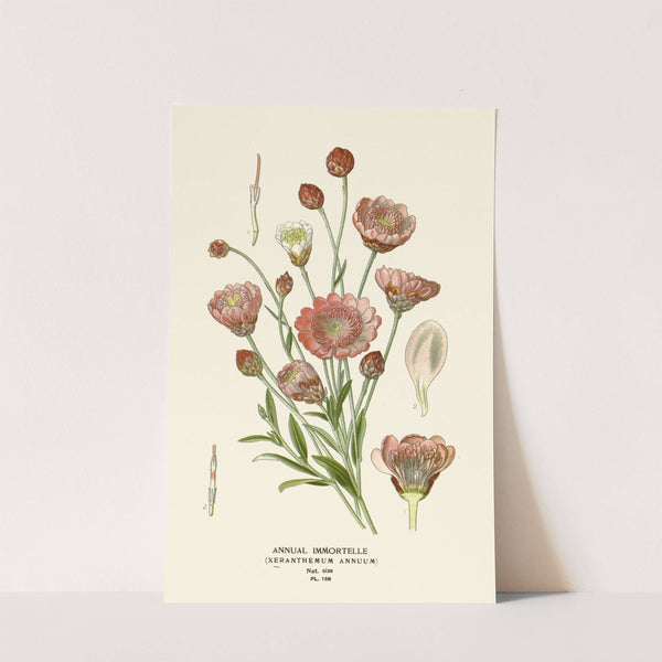 Annual Immortelle (1896-1897) by Edward Step