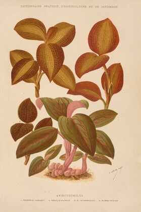 Anoectochilus (1893)