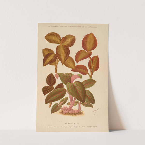 Anoectochilus (1893) by George Nicholson