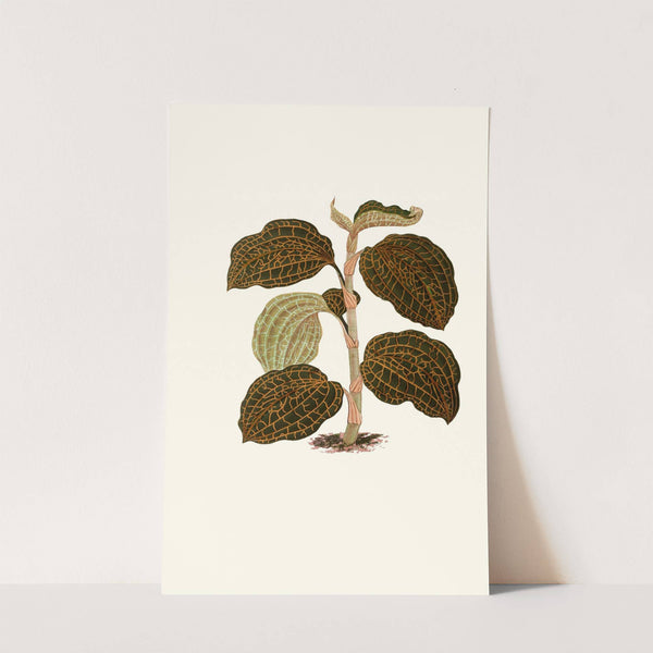 Anoectochilus Setaceus by Edward Joseph Lowe