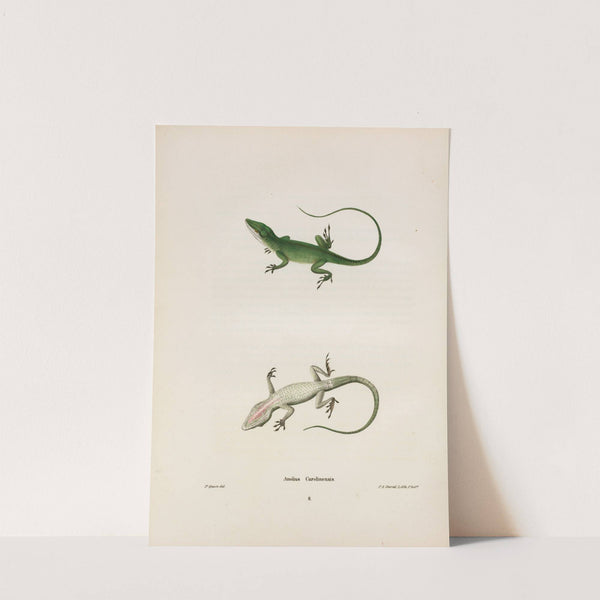 Anolius Carolinensis. by John Edwards Holbrook