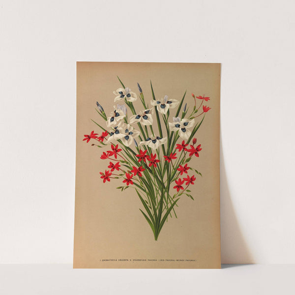 Anomatheca Cruenta . 2 Vieusseuxia Pavonia (Iris Pavonia -Morea Pavonia) (1872-1881) by Arentina Hendrica Arendsen