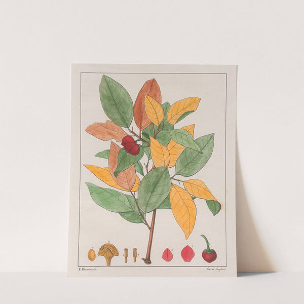 Anona Palustris (1824-1828) by Auguste de Saint-Hilaire