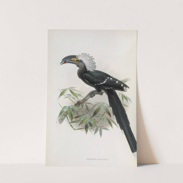 Anorrhinus albocristatus by Daniel Giraud Elliot