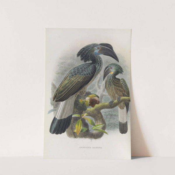 Anorrhinus galeritus by Daniel Giraud Elliot