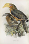 Anorrhinus tickelli