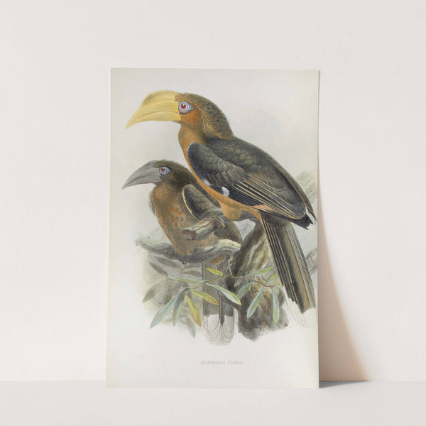 Anorrhinus tickelli by Daniel Giraud Elliot