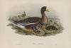 Anser albifrons (1862-1873)