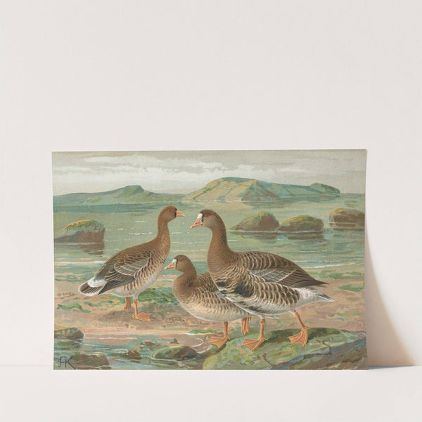 Anser albifrons by Johann Friedrich Naumann