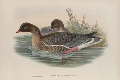 Anser brachyrhynchus (1862-1873)