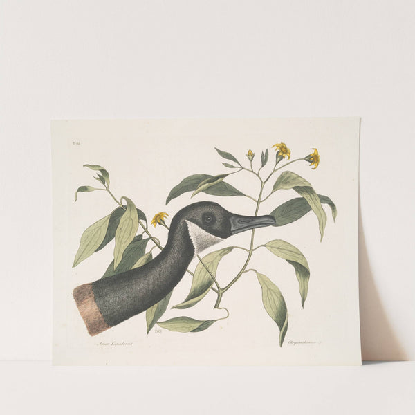 Anser Canadensis, The Canada Goose; Chrysanthemum &c. by Mark Catesby
