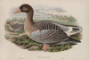 Anser ferus. (1862-1873)