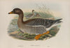 Anser segetum (1862-1873)