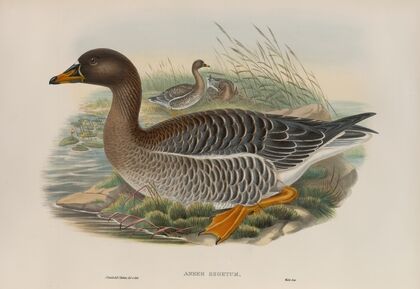 Anser segetum (1862-1873)