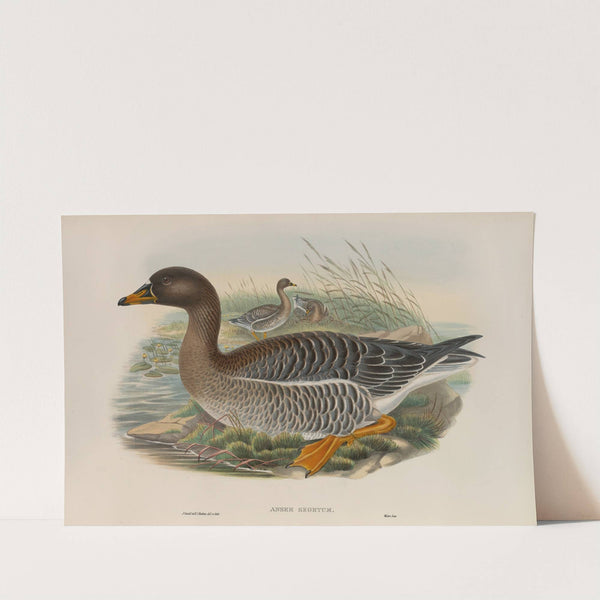 Anser segetum (1862-1873) by John Gould