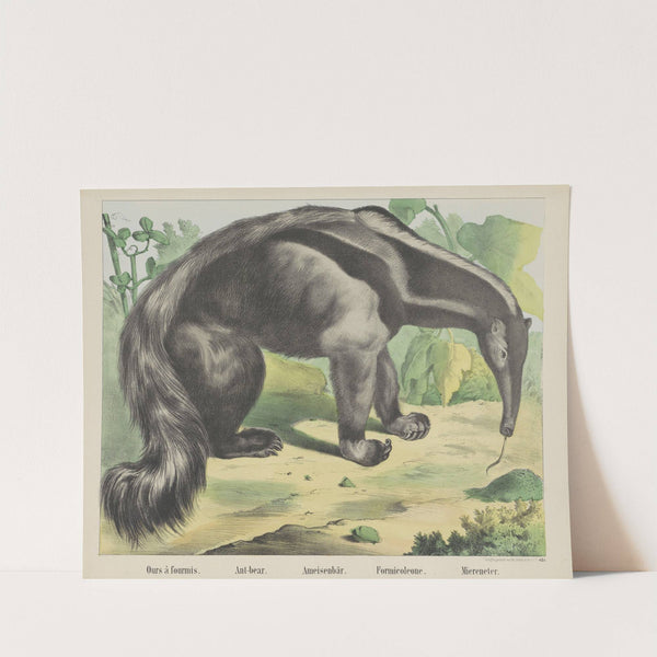 Ant-bear (1829-1880) by Joseph Scholz