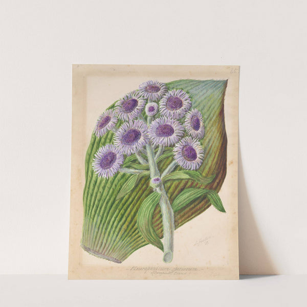 Antarctic daisy by Sarah Featon