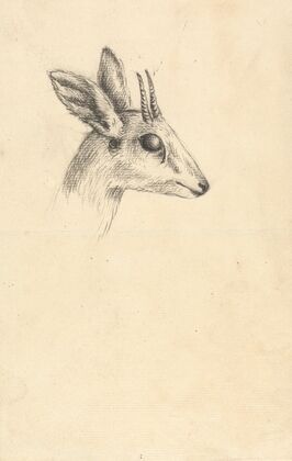 Antelope Head