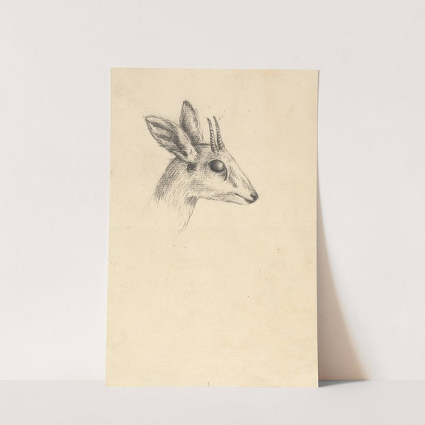 Antelope Head by Luigi Balugani