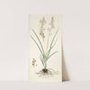 Anthericum bipedunculatum by Nikolaus Joseph Freiherr von Jacquin