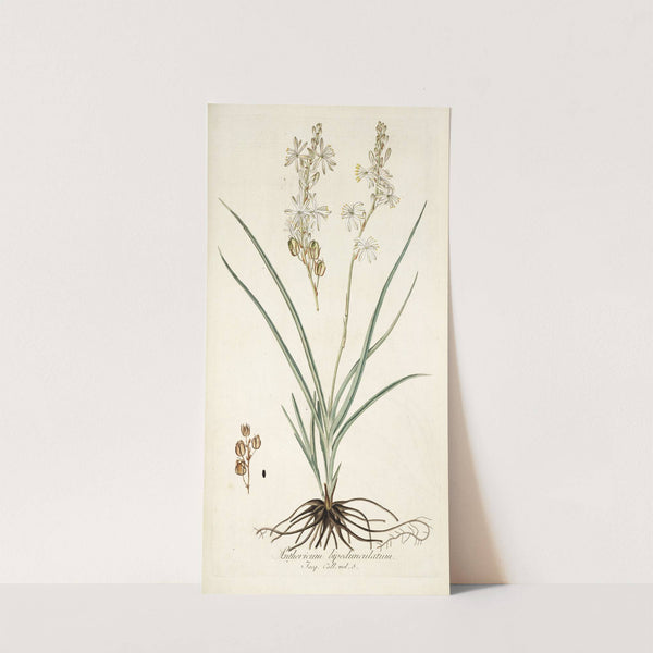 Anthericum bipedunculatum by Nikolaus Joseph Freiherr von Jacquin