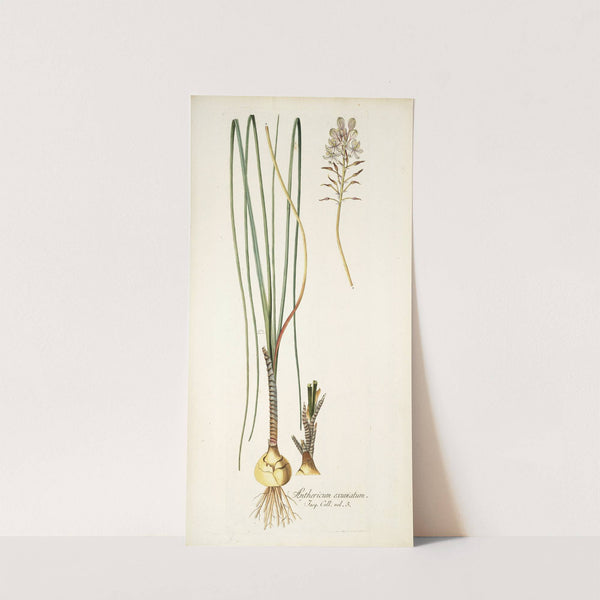 Anthericum exuviatum by Nikolaus Joseph Freiherr von Jacquin