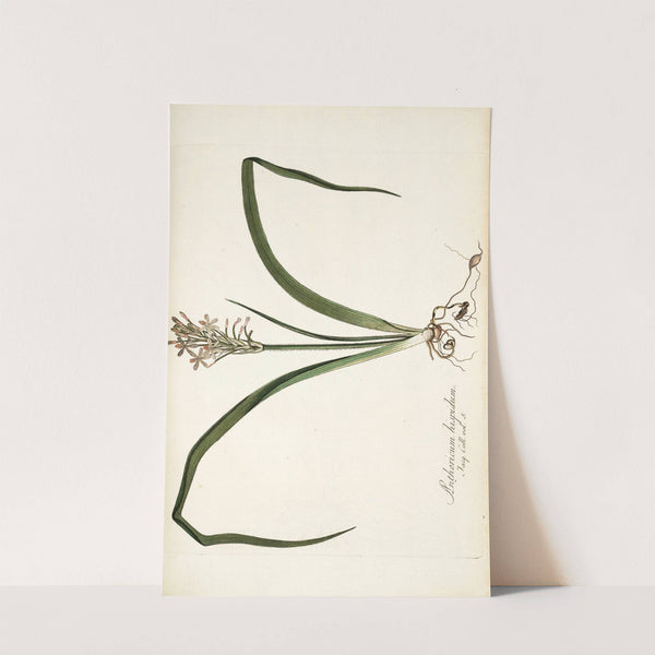 Anthericum hispidum by Nikolaus Joseph Freiherr von Jacquin