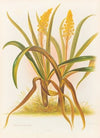 Anthericum Hookeri