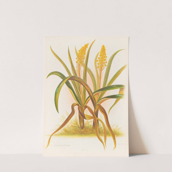 Anthericum Hookeri by Georgina Burne Hetley