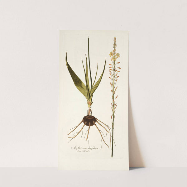 Anthericum latifolium by Nikolaus Joseph Freiherr von Jacquin