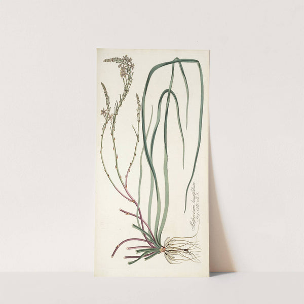 Anthericum longifolium by Nikolaus Joseph Freiherr von Jacquin
