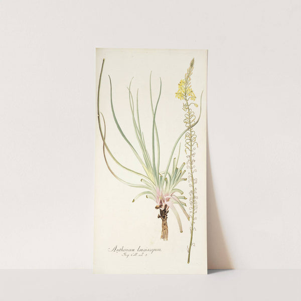 Anthericum longiscapum by Nikolaus Joseph Freiherr von Jacquin