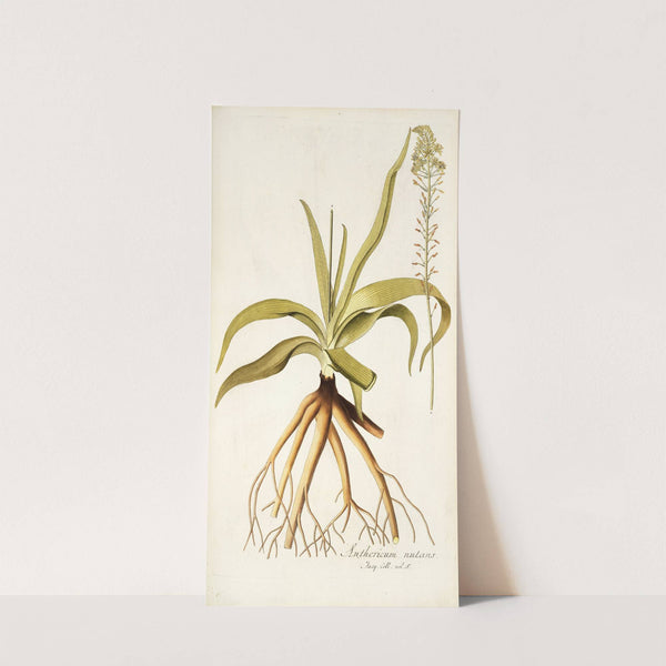Anthericum nutans by Nikolaus Joseph Freiherr von Jacquin