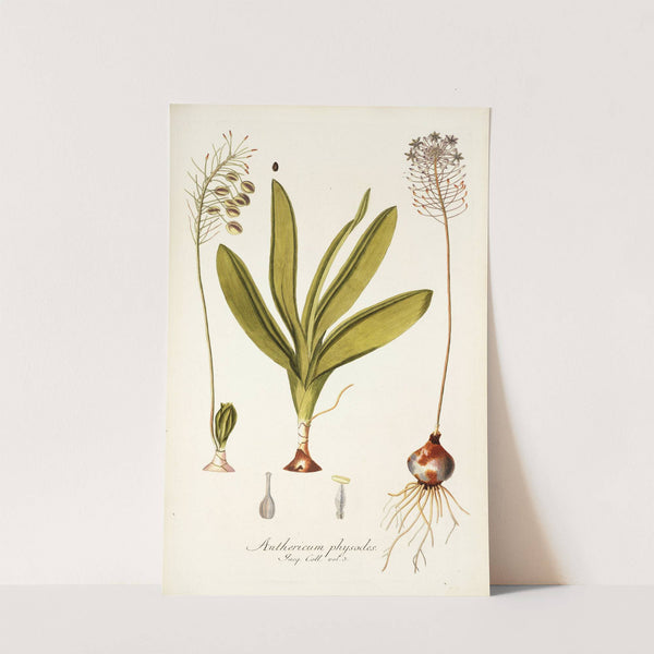Anthericum physodes by Nikolaus Joseph Freiherr von Jacquin